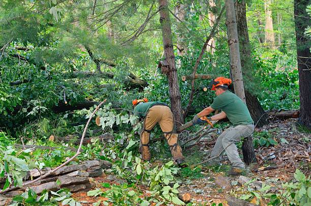 Best Emergency Storm Tree Removal  in USA